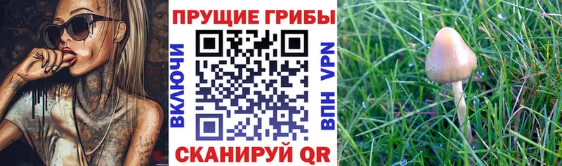Галлюциногенные грибы GOLDEN TEACHER  цена наркотик  Клин 